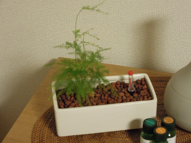 plants_asparagus